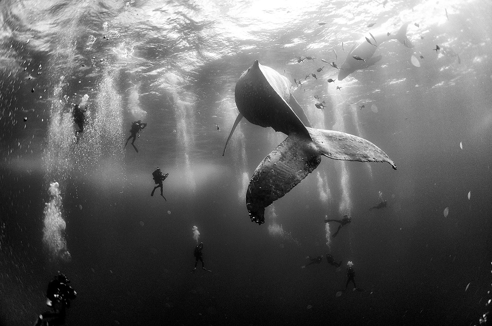 Anuar Patjane Floriuk, I sussurri delle balene, Messico, 2015. Subaquei osservano e circondano una balena gobba e il suo cucciolo appena nato mentre nuotano intorno a Roca Partida nelle isole Revillagigedo, Messico. Courtesy Galleria Carla Sozzani, Milano.